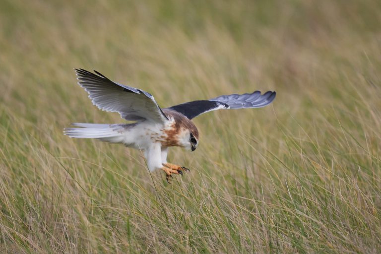 black-shouldered kite hovering, talons extended