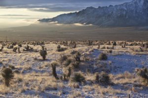 Chihuahuan Desert Grassland