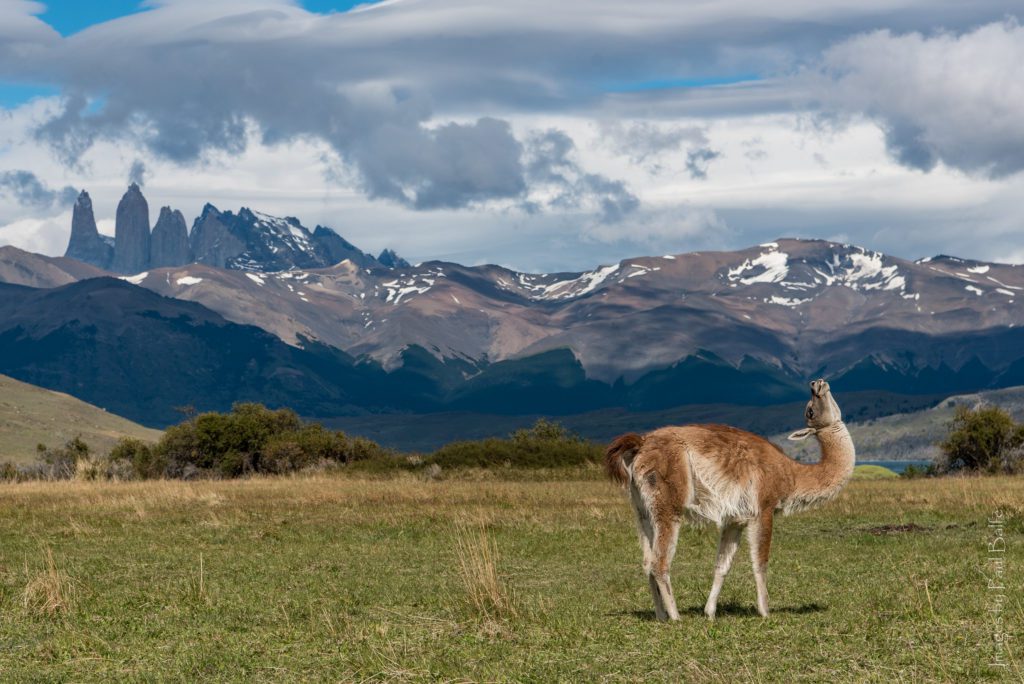 Guanaco on short grass with snow-capped mountains in distance