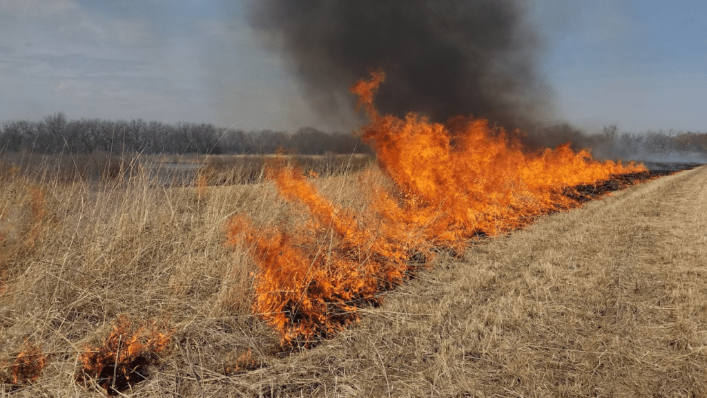 fire blazes through a winter prairie