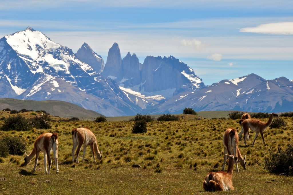 Llama-like guanacos in patagonia