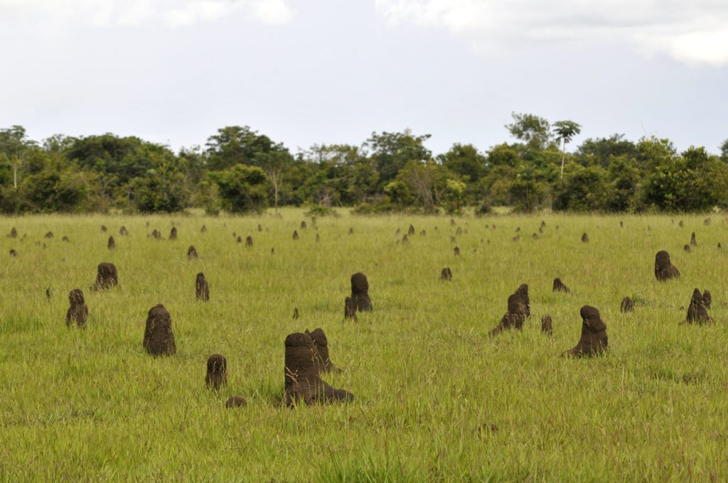 termite mounds in Colombia's llanos
