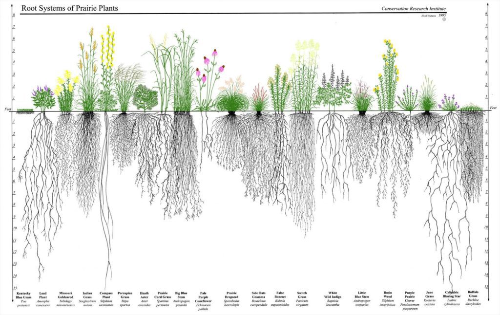 graphic showing prairie roots reaching up to 15 feet underground