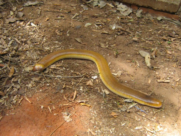 lizard with rings that looks like a worm