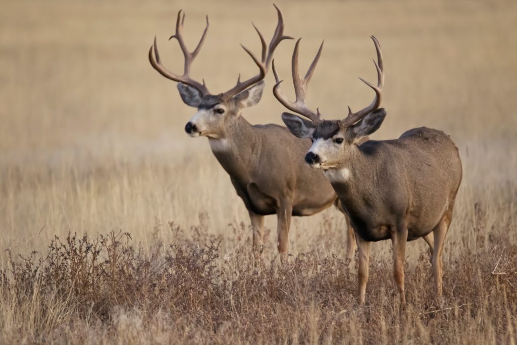 Two male mule deer stand side by side.