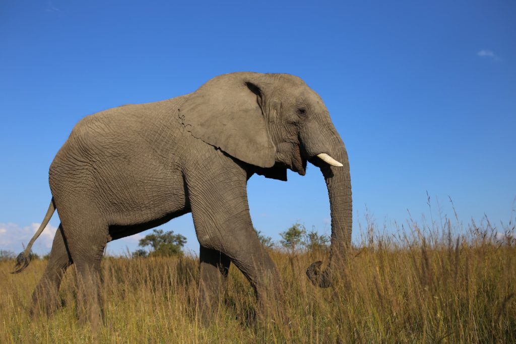Elephant striding across grassland