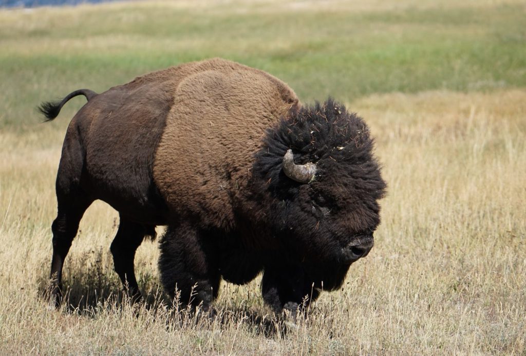 Picture of a bison on the prairie.