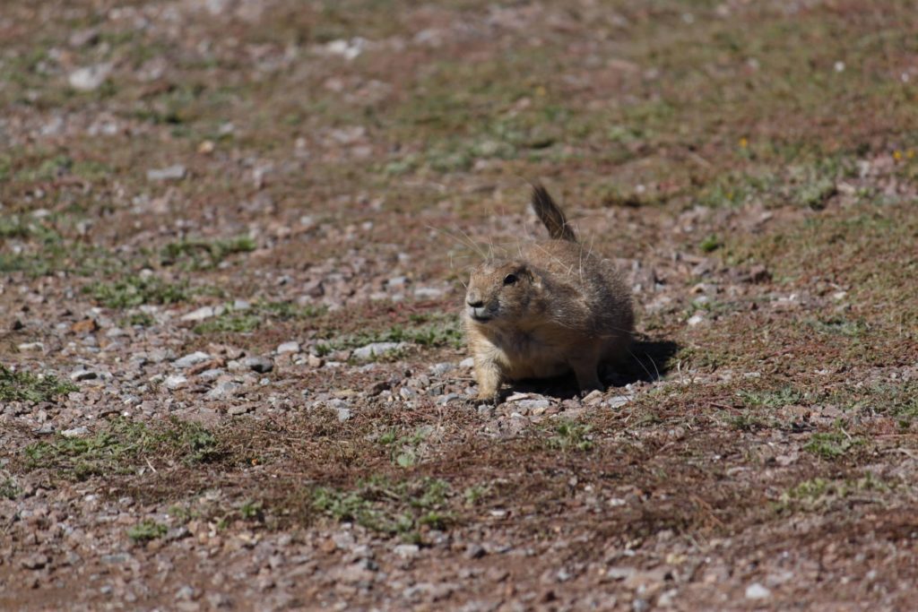 Black-tailed prairie dog exploring between burrows.