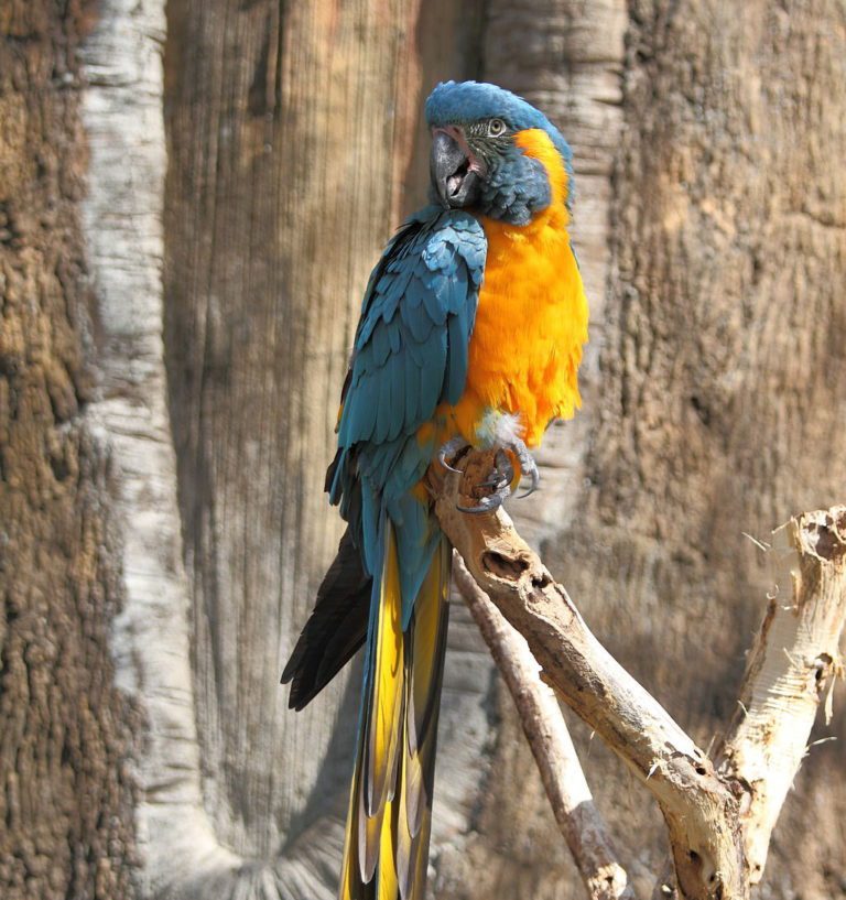 captive Blue-throated Macaw on a branch