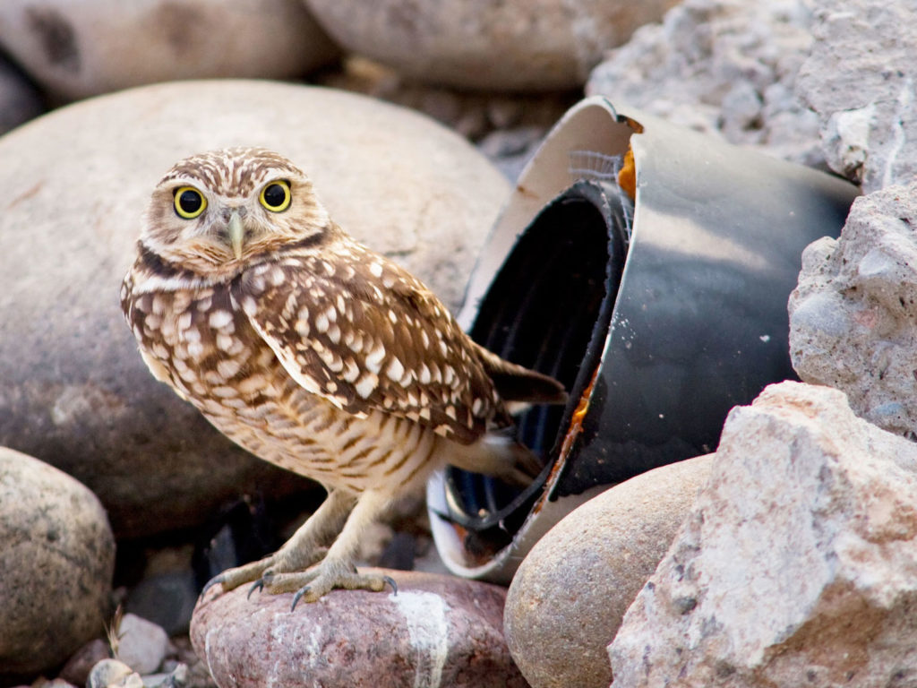 Burrowing owl perched outside of an artificial tunnel consisting of a black tube leading underground.