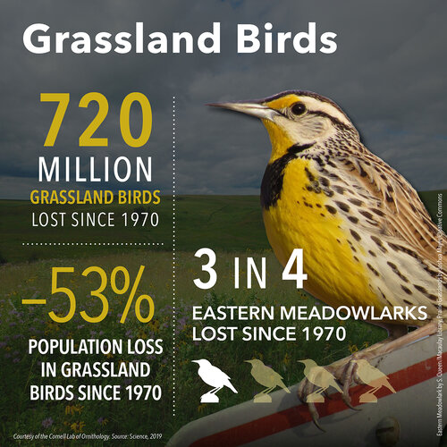 Grassland bird breeding populations have seen a decline of 53% since 1970.