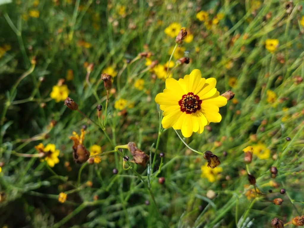 Delicate coreopsis flowers with red center on bright yellow petals.