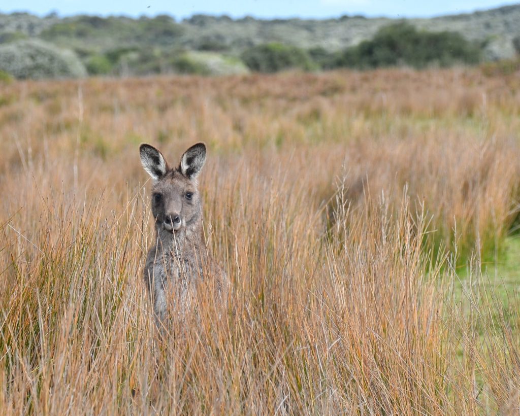 kangaroo in an australian savanna