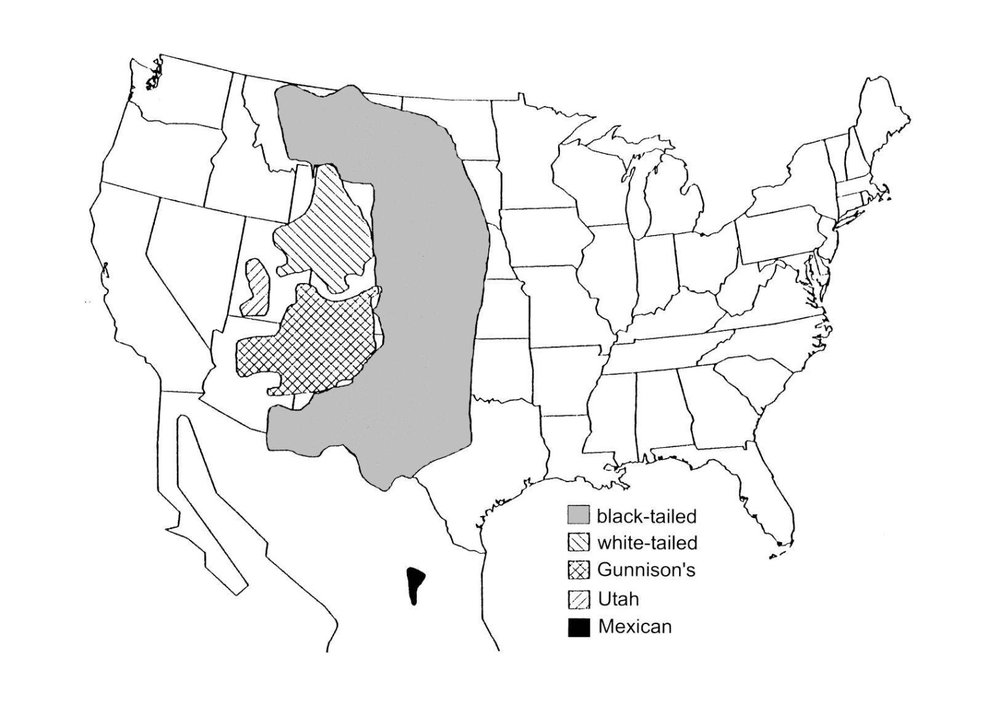 Distribution map of all five species of prairie dogs.