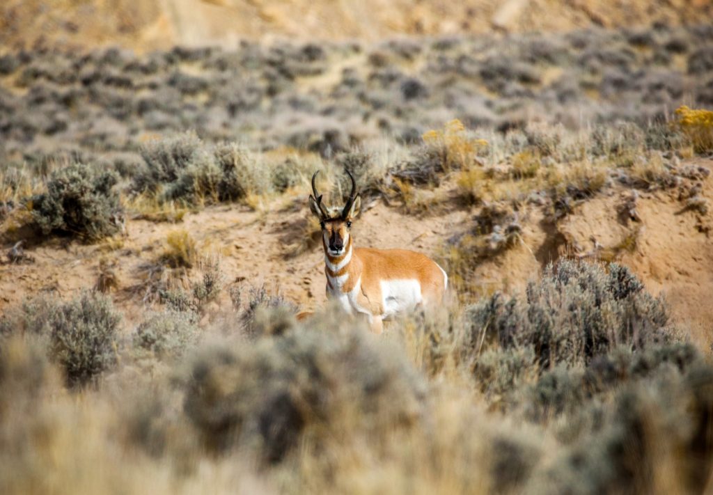 Pronghorn in a scrub-filled shortgrass prairie.