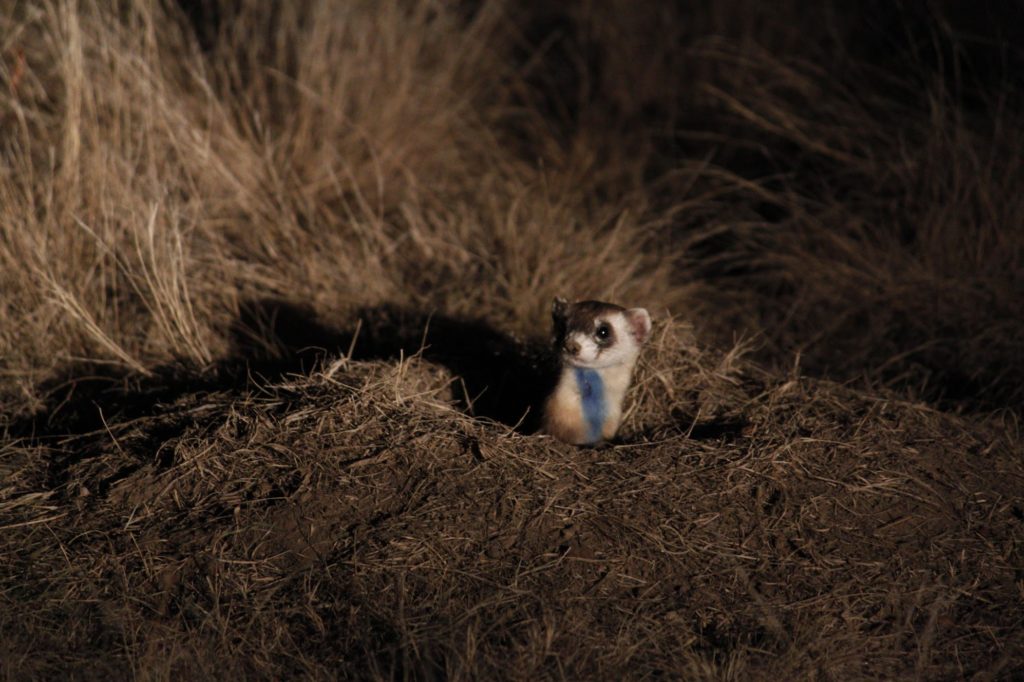 Black-footed ferret poking her head out of a prairie dog burrow with a blue mark on her neck.