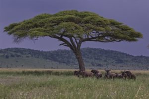 wildebeest gathering under a tree in the serengeti