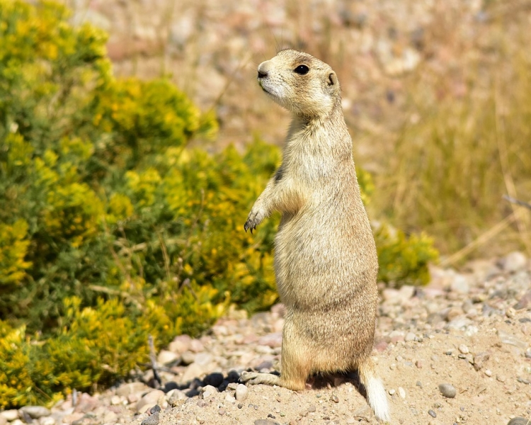 White-tailed prairie dog standing upright, on alert for predators.