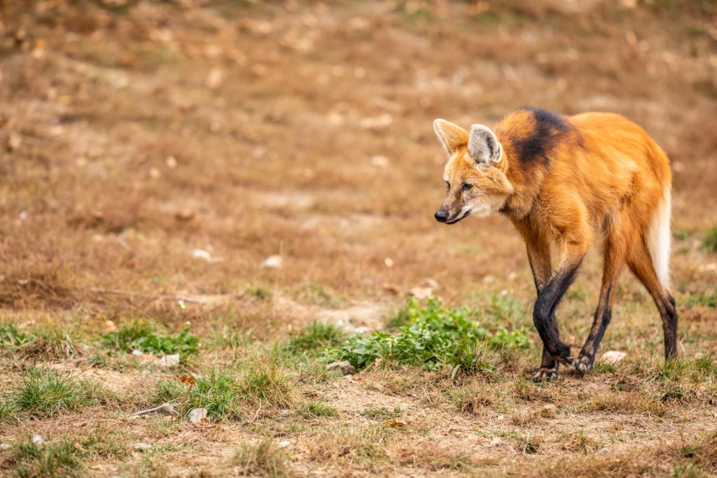 maned wolf walking