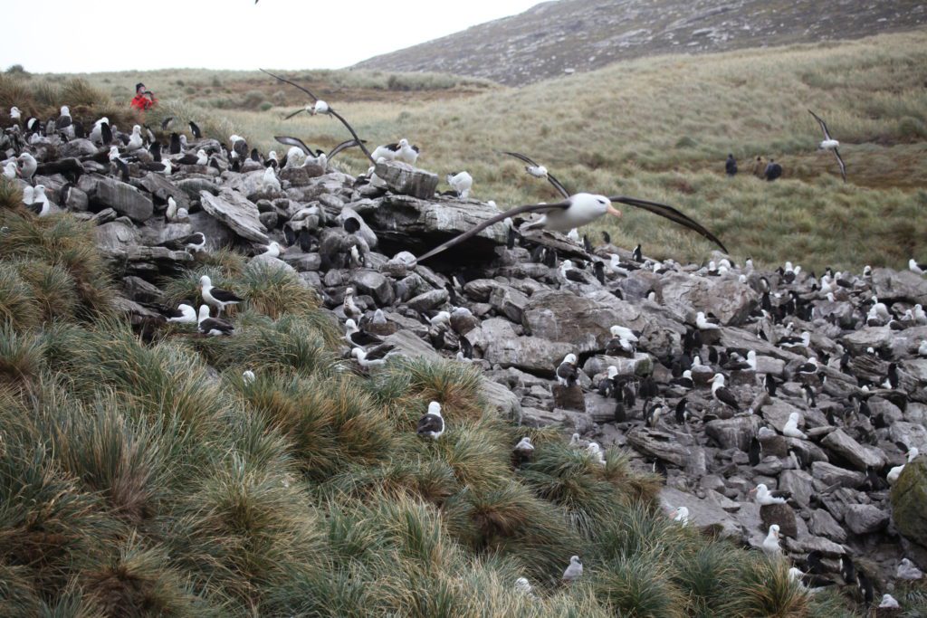 tourists investigate a rocky colony of seabirds in a tussac grassland