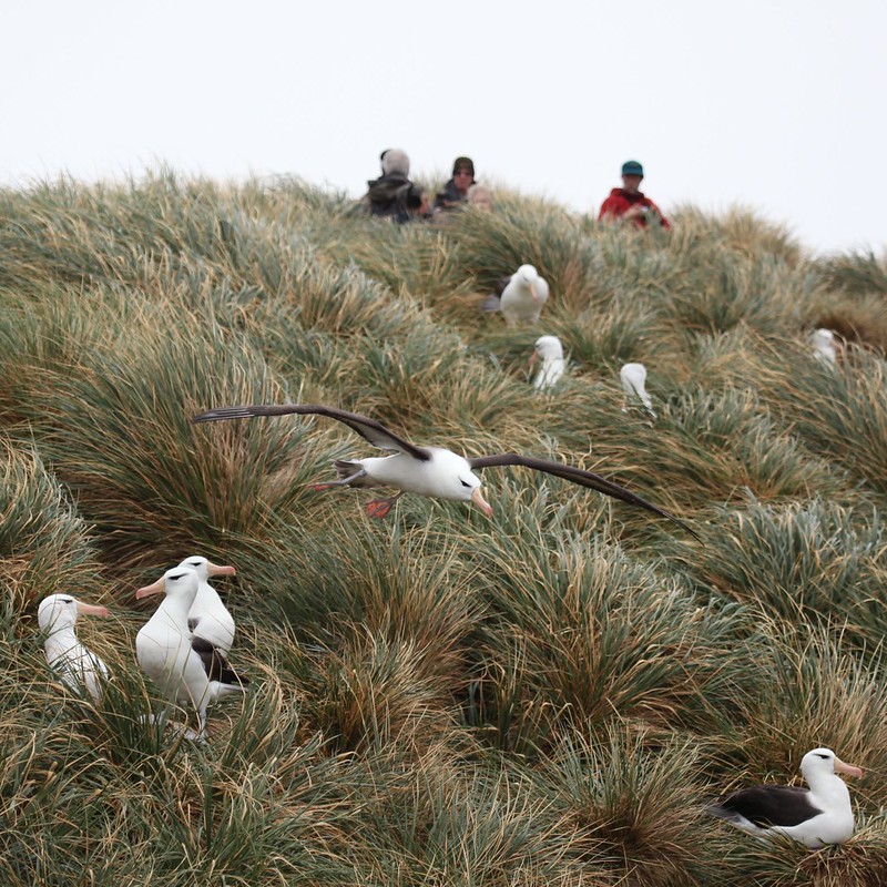 Albatrosses and tourists in tussac clumps