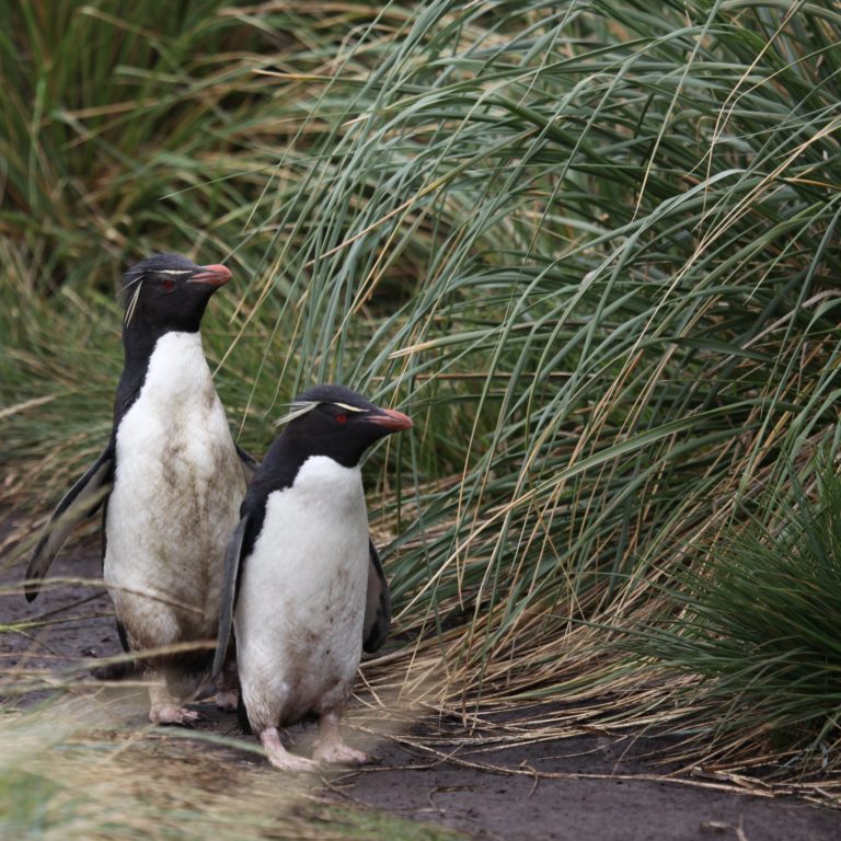 rockhopper penguins dwarfed by tall tussac