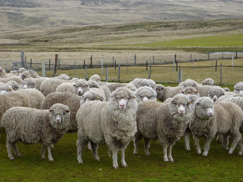 woolly sheep waiting in a pen