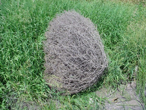 Russian+thistle tumbleweed Richard Old, XID Services, Inc.