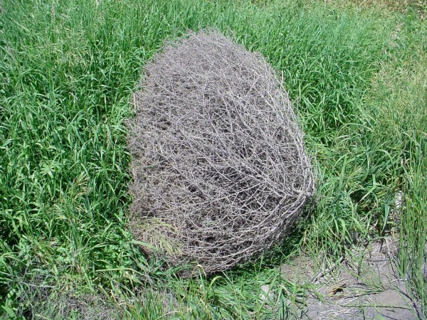 Tumbleweed, - Russian Thistle - DesertUSA