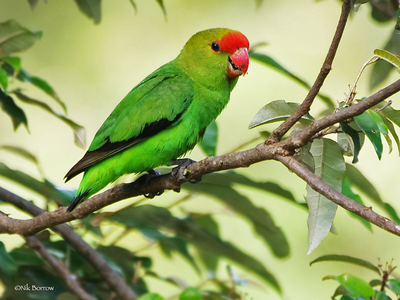 black-winged lovebird in a tree