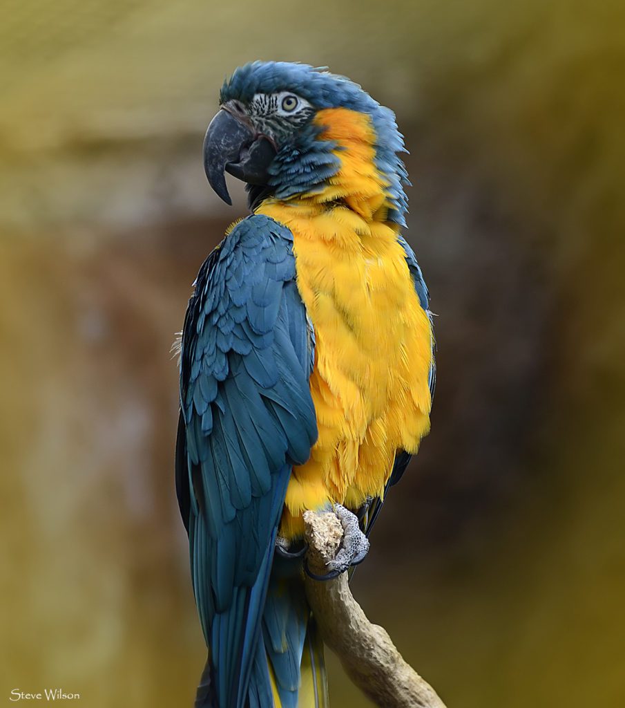 close up of the blue-throated macaw