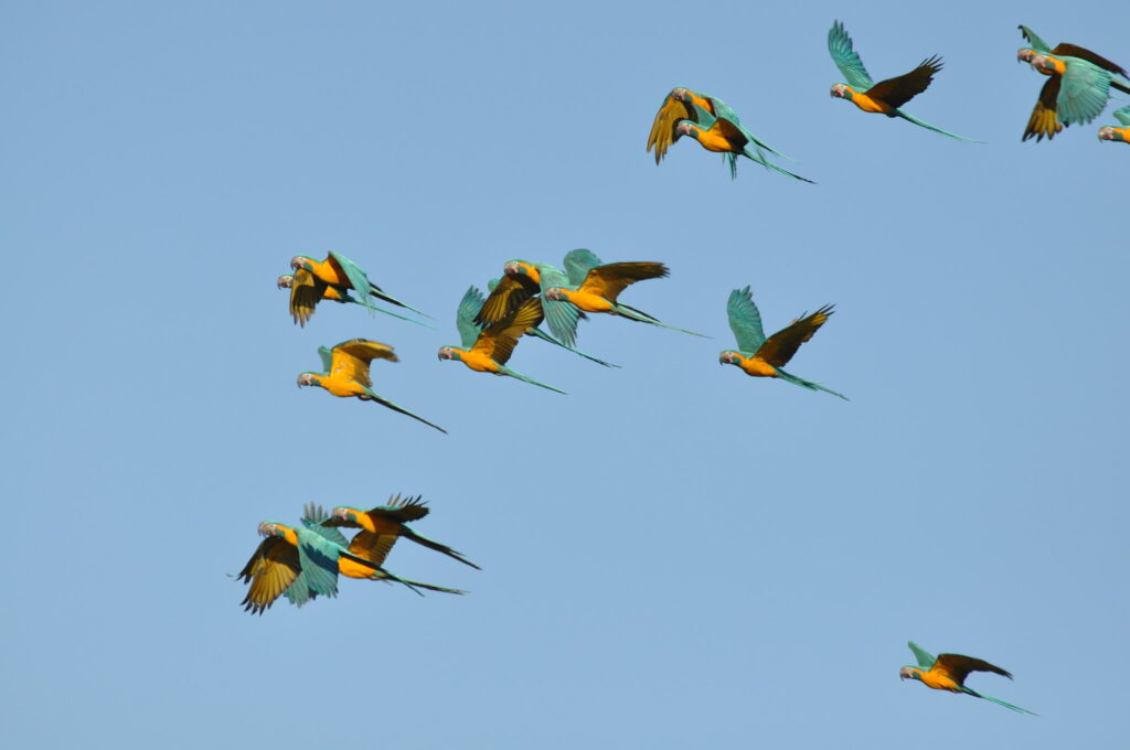 flock of blue-throated macaws