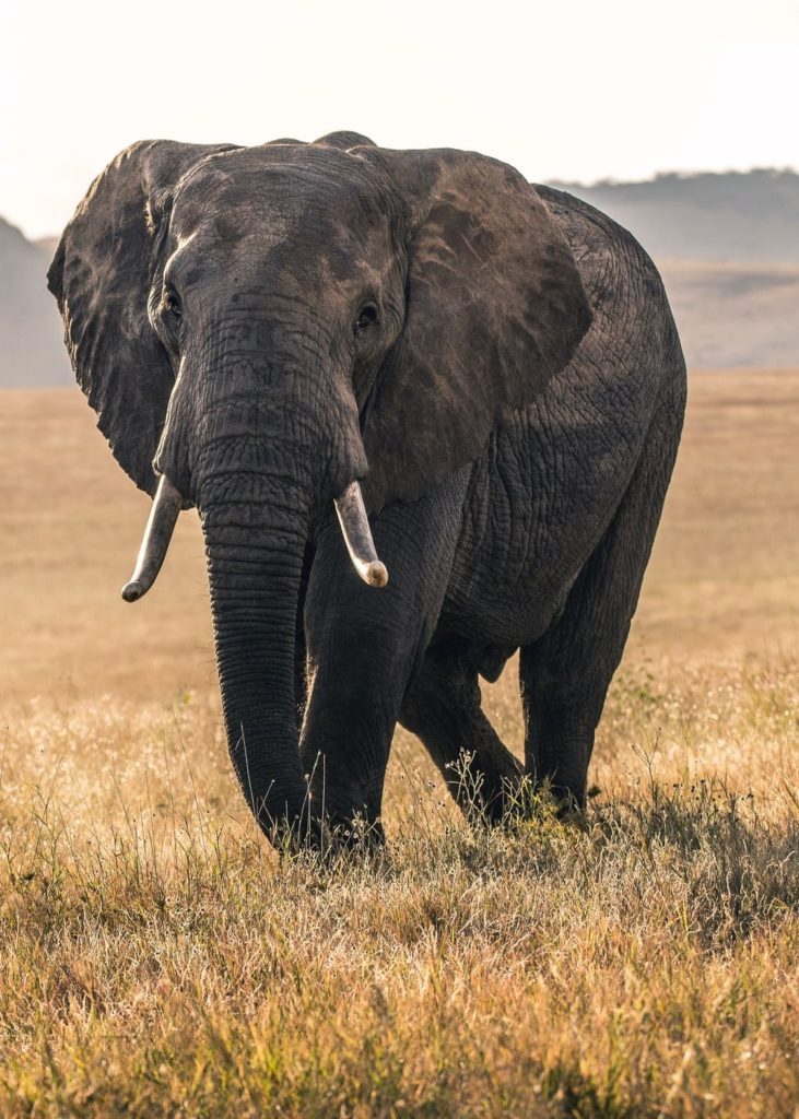 african elephant striding towards camera confidently