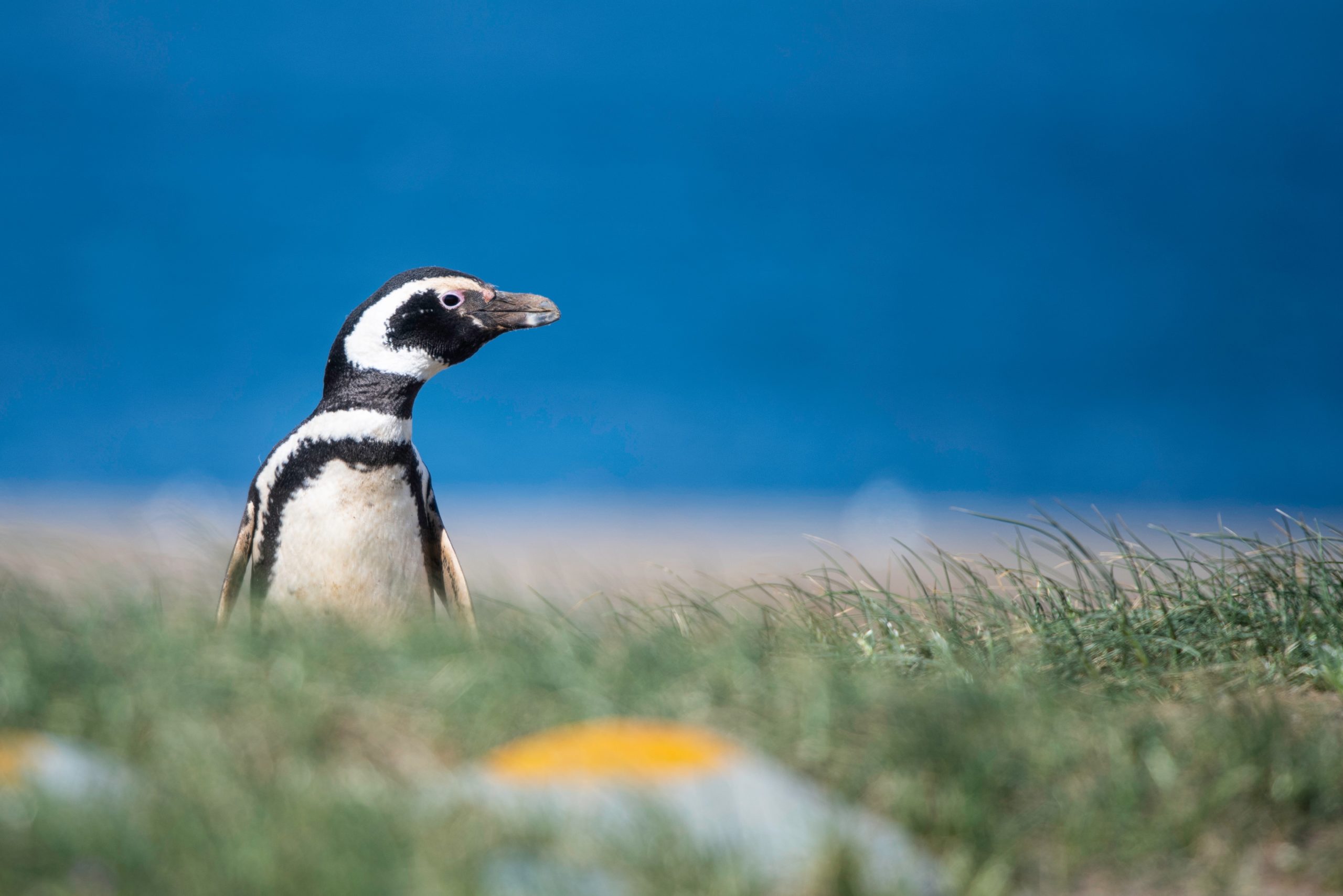 Falklands penguin