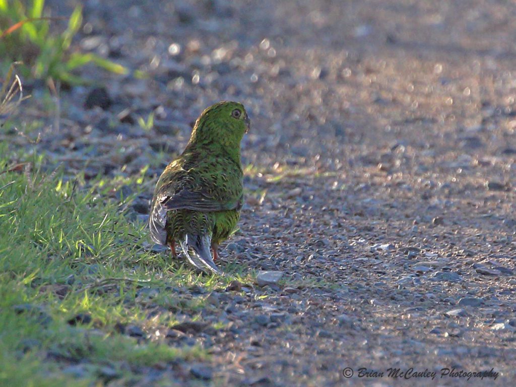 small green parrot on the roadside