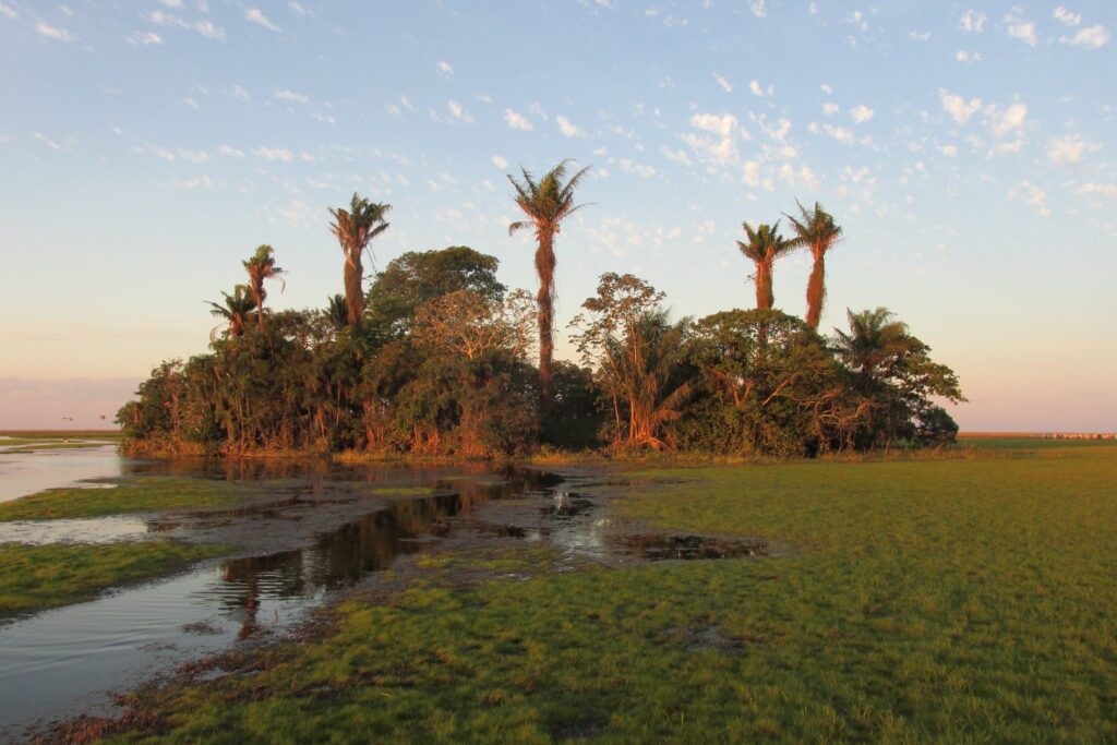 an island of palm trees in a flooded plain