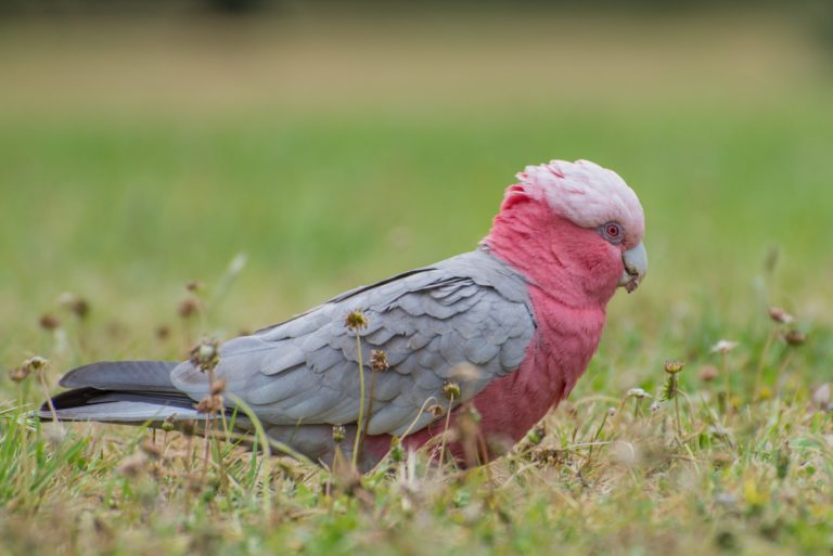 pink and gray galah feeding on flowers