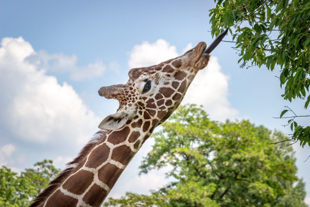 giraffe with tongue stretching out for a snack