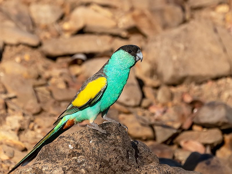 hooded parrot perches on rock