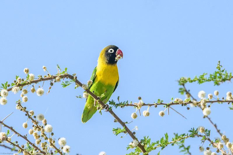 black-masked lovebird feeds on flowers