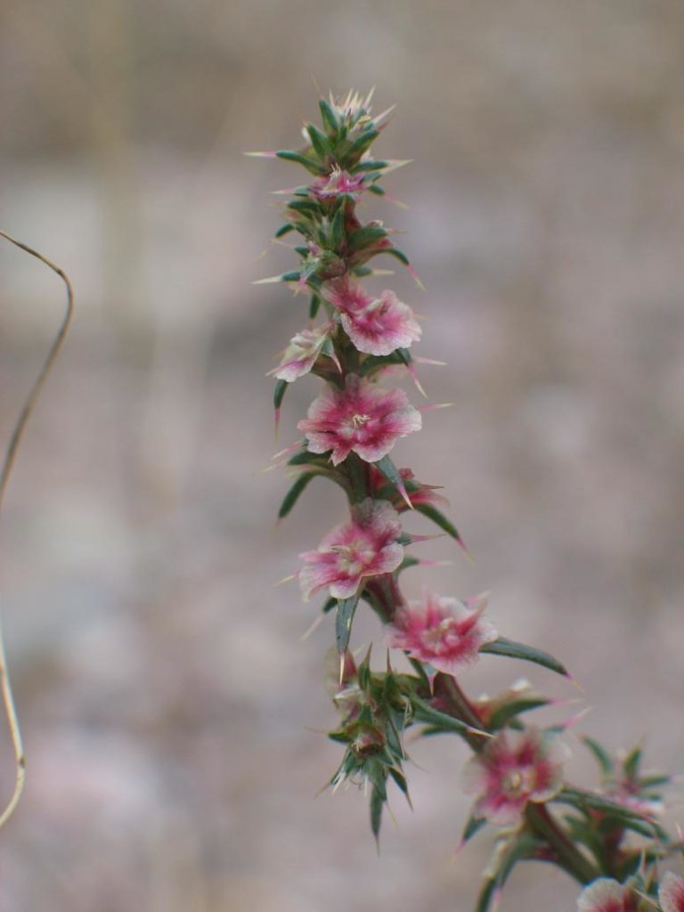 New tumbleweed species is taking over California, Science