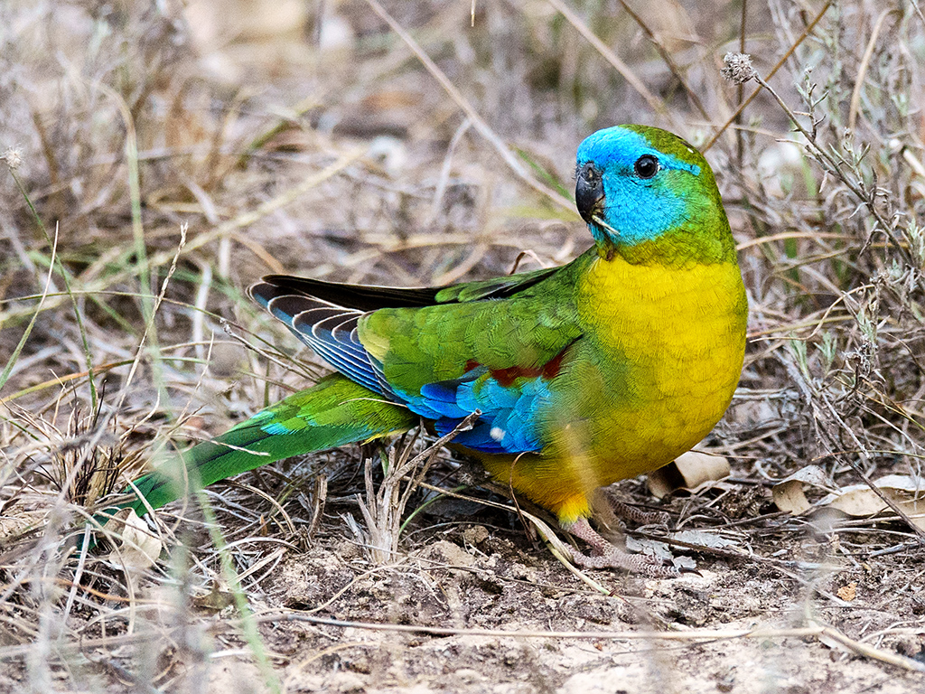 turquoise parrot in the grass