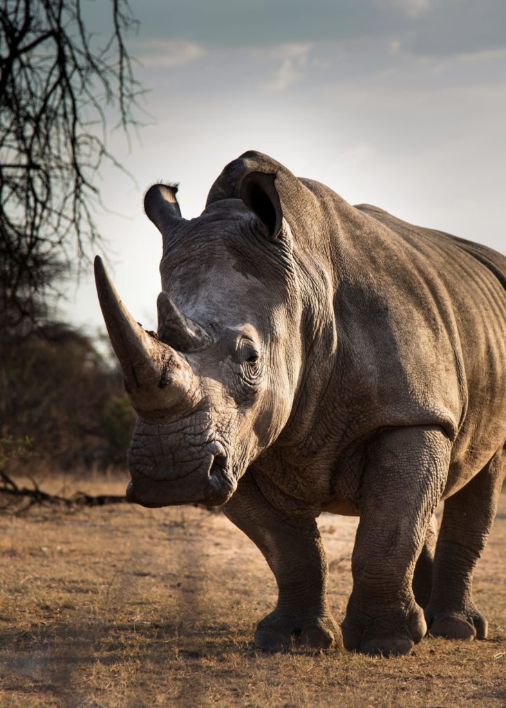 square-lipped white rhino facing into camera