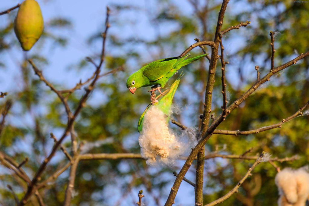 parakeet feeding on fluffy seeds