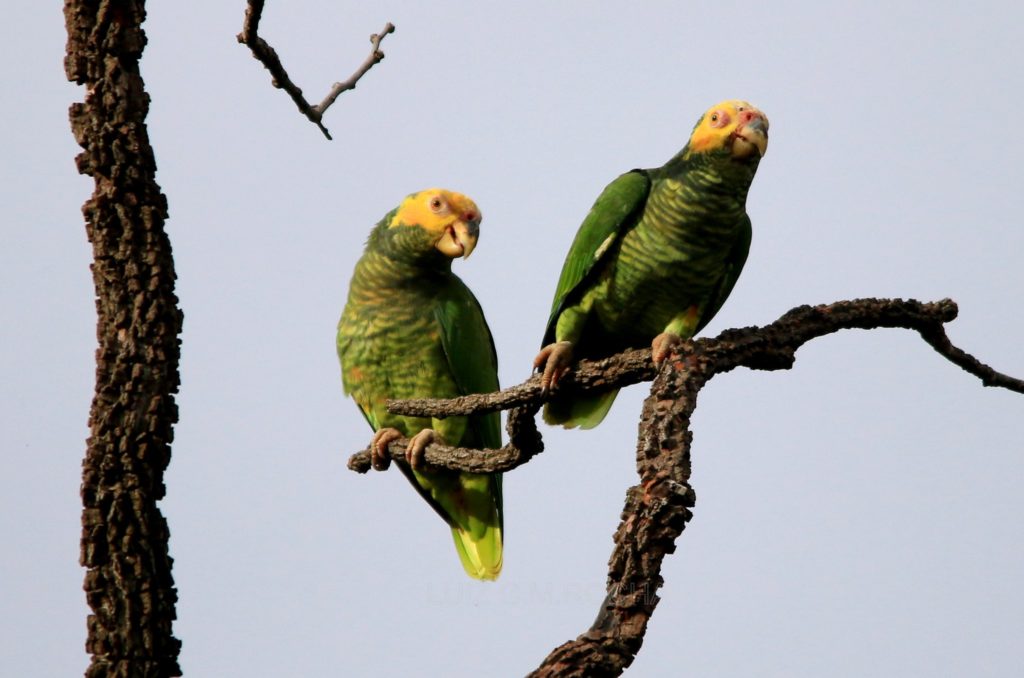 two yellow-faced parrots on branches