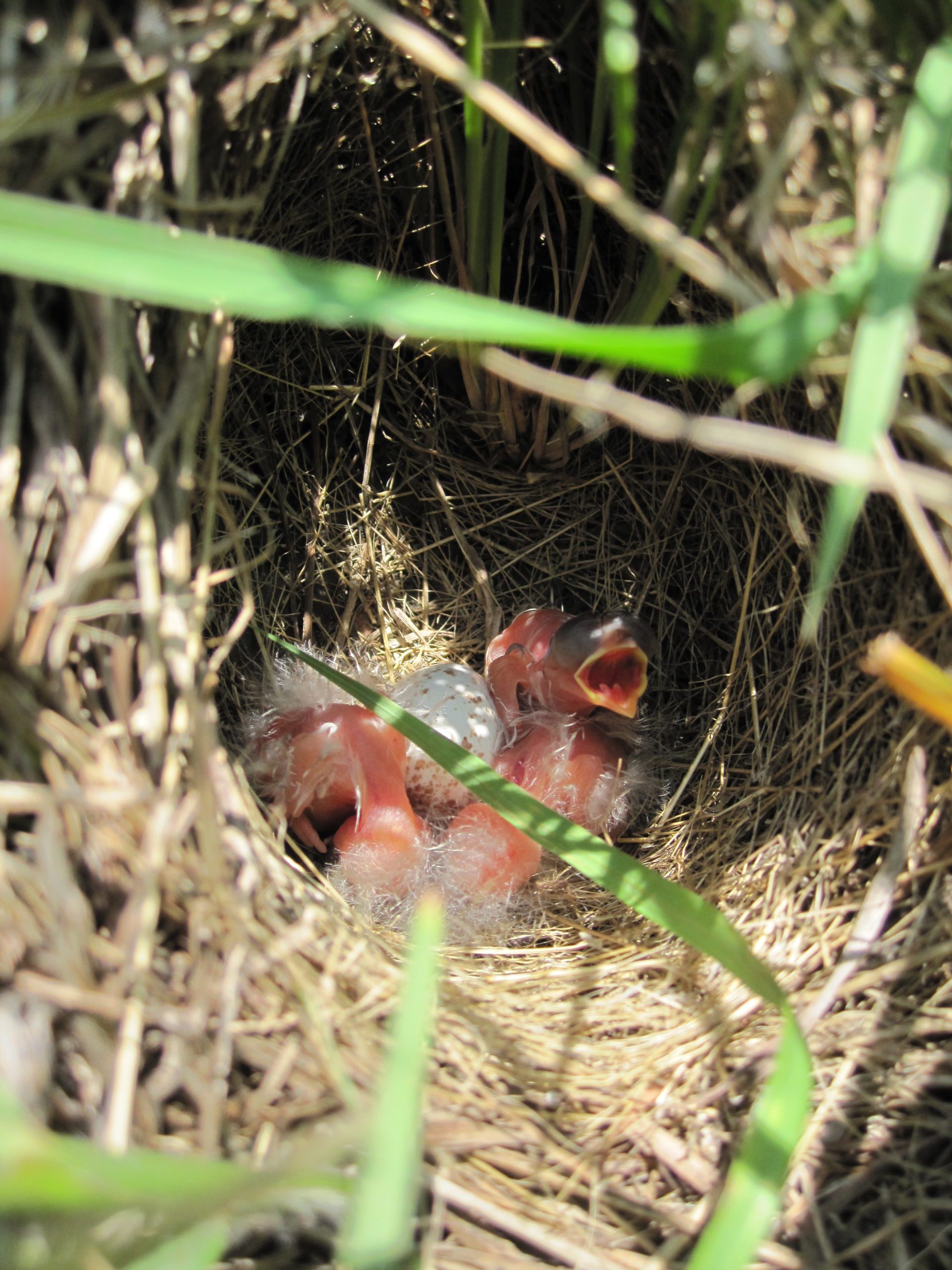 tiny blind and pink baby birds in a grassy nest with one unhatched egg and little tufts of fluff