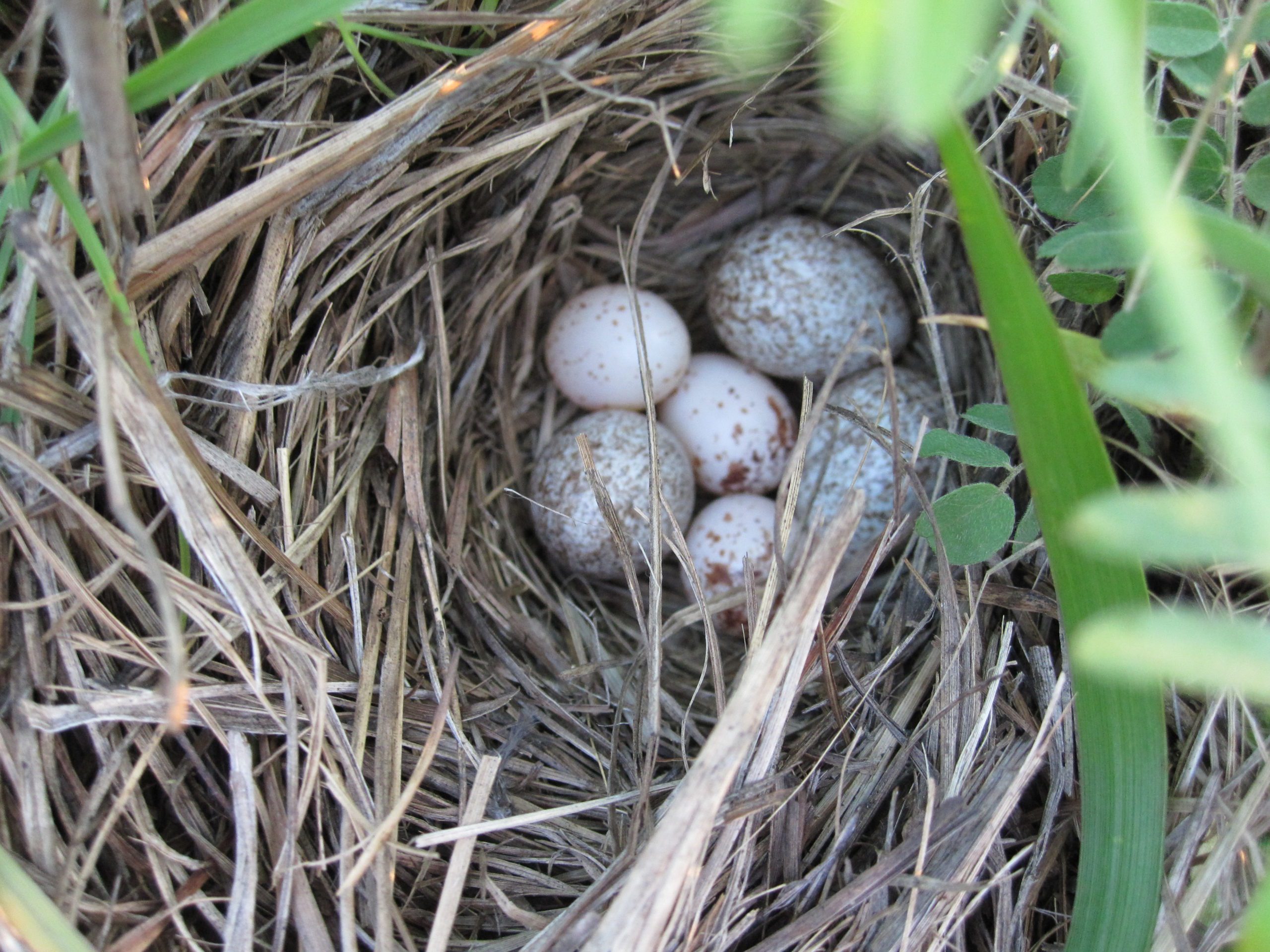 a bird nest woven with grass with six eggs inside, 3 of them are bigger with more speckles
