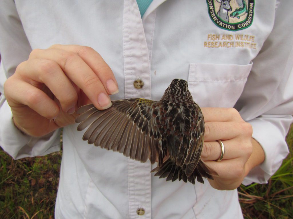 a biologist holds a florida grasshopper sparrow with its back to the camera, and they gently stretch its wing out