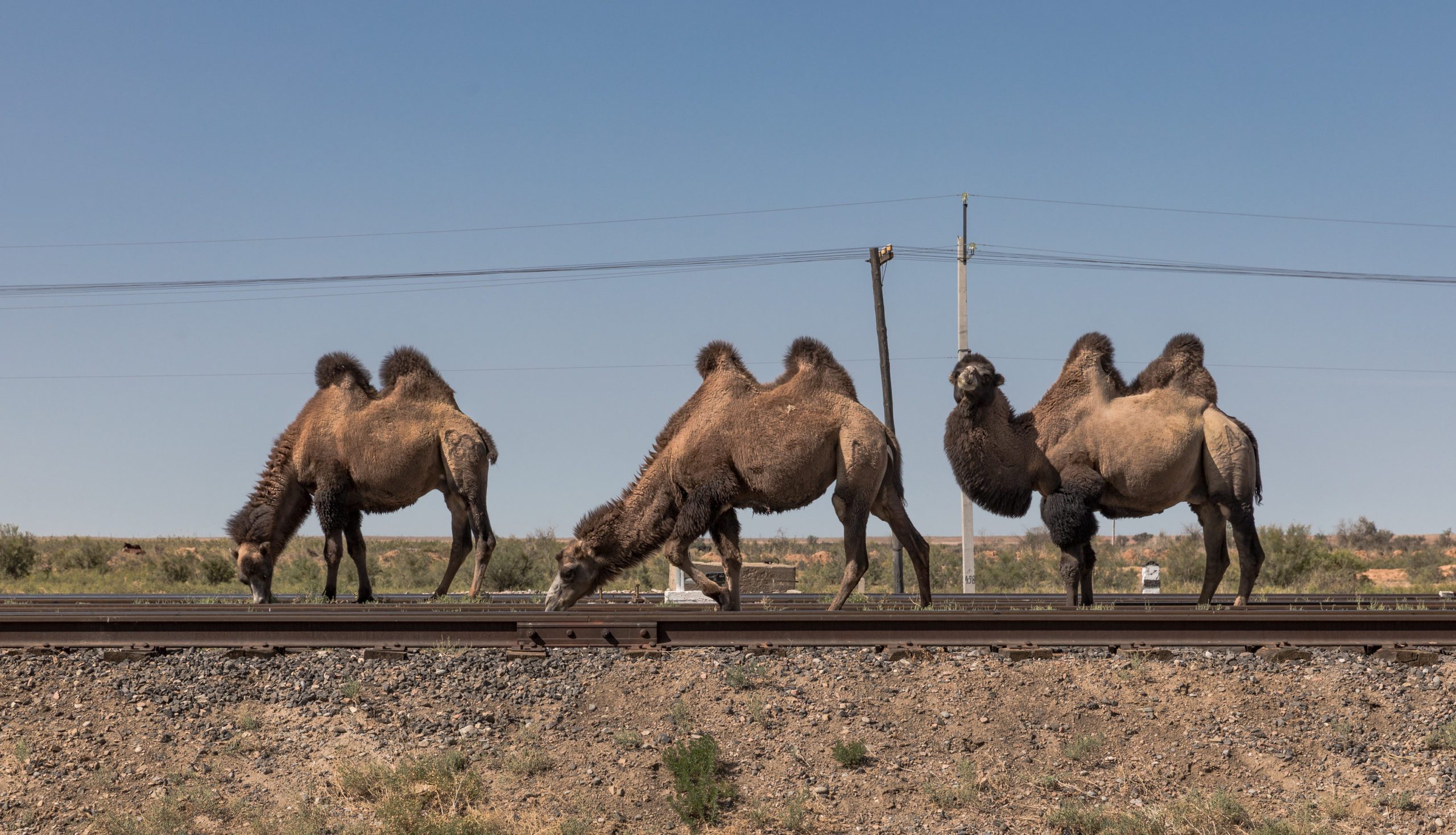 three two-humped camels browsing on a railroad track