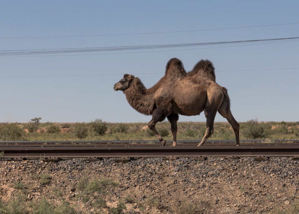 two-humped camel walks along railroad tracks